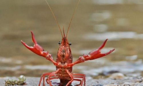 Chantiers participatifs de p&ecirc;che de l&rsquo;&Eacute;crevisse de Louisiane