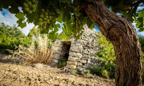 Balade comment&eacute;e dans le vignoble et d&eacute;gustation - Les Collines du Bourdic