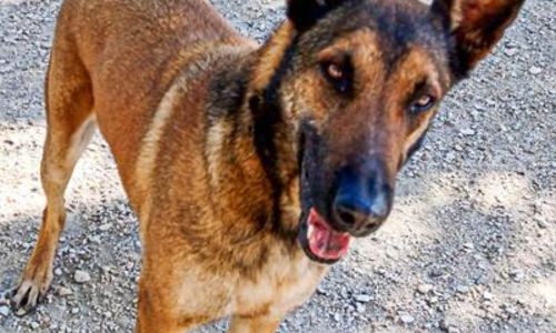 Week-end Portes Ouvertes Refuge Canin