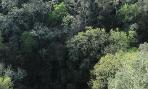 Balade &agrave; la d&eacute;couverte des plantes sauvages comestibles autour du gouffre des Esp&eacute;lugues
