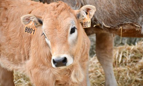 Week-end de l'Agriculture et du Terroir