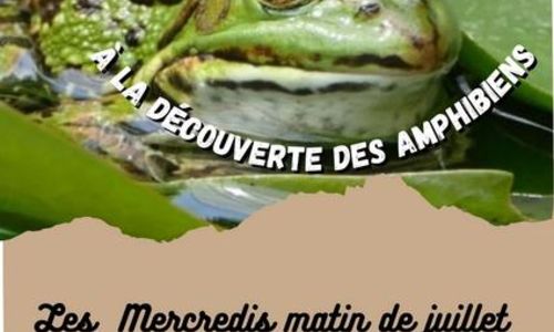 Sortie nature - A la d&eacute;couverte des amphibiens