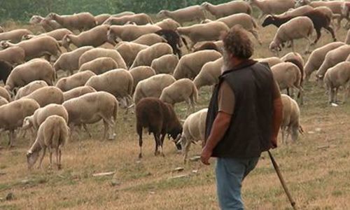 Projection film "Bergers de l'Aigoual, &eacute;leveurs des Causses & C&eacute;vennes