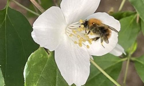 Pollinisateurs en action