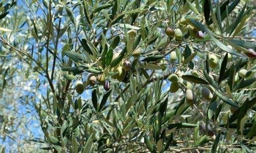 F&ecirc;te de l'olivier