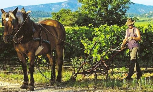 Visite en cal&egrave;che de la Ferme &eacute;questre Mas de la Faugui&egrave;re