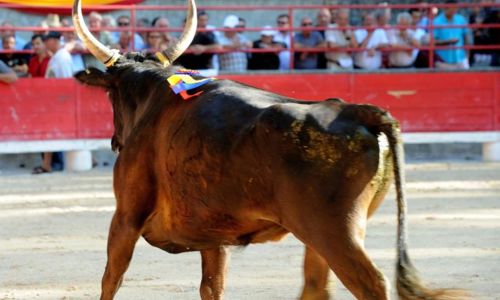 Courses Camarguaises Challenge 2026 de la Terre d'Argence &agrave; Jonqui&egrave;res-Saint-Vincent