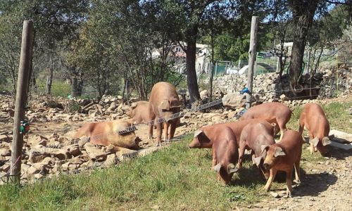 Repas &agrave; la ferme
