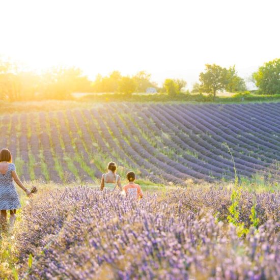 Champs de lavande