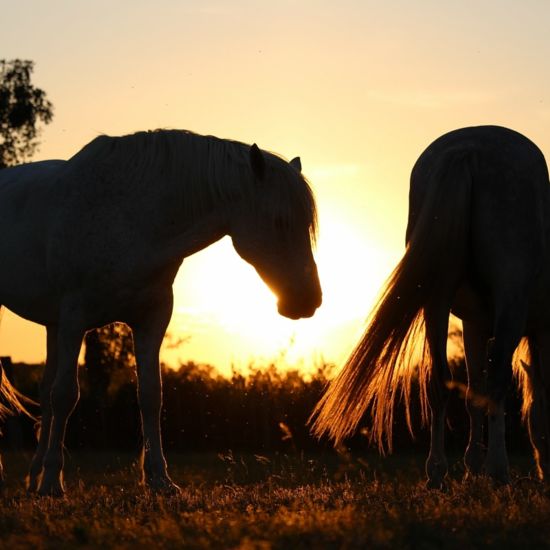 Chevaux de Camargue, Groul, Manade Saint Louis