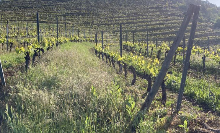 Vignes en terrasses du domaine Le Chlo d’Auzit dans le Cantal