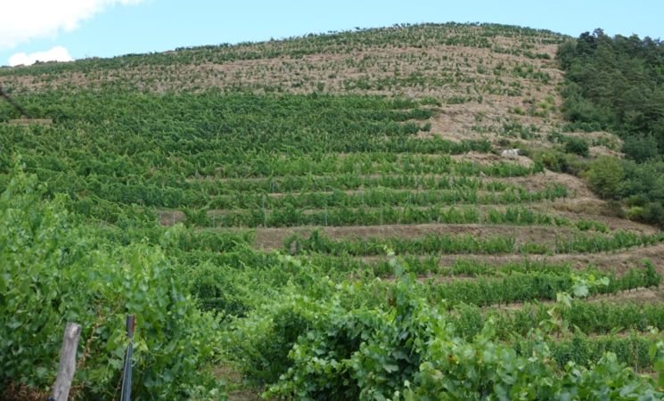 Domaine Le Chlo d'Auzit