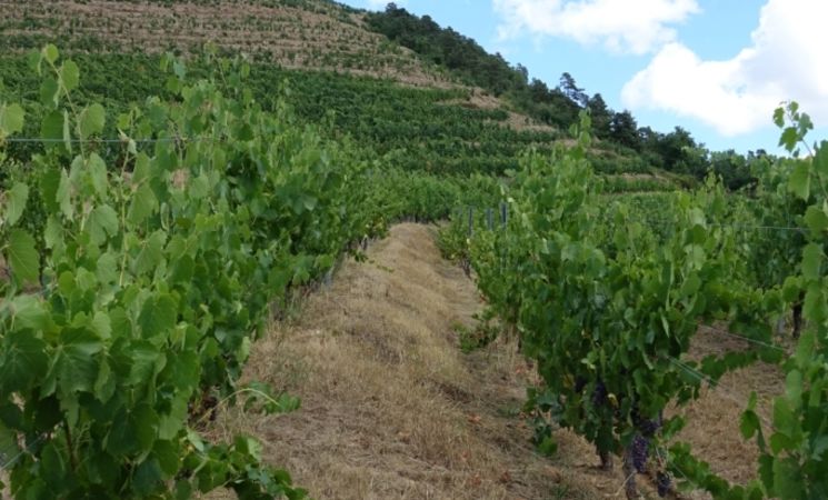 Domaine Le Chlo d'Auzit