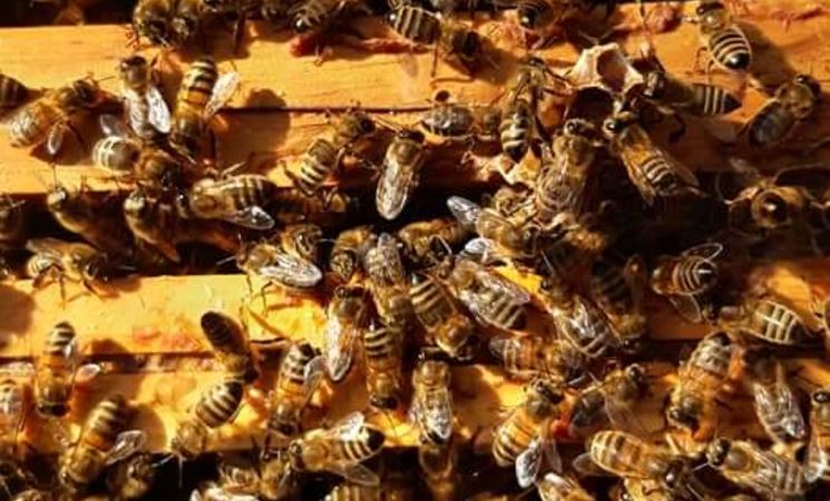 Les Ruchers du Basset Gourmand