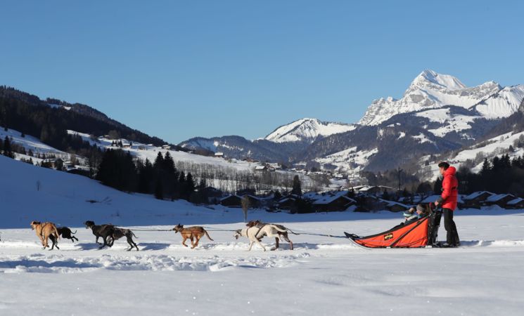Traineau à chiens dans le Cézallier