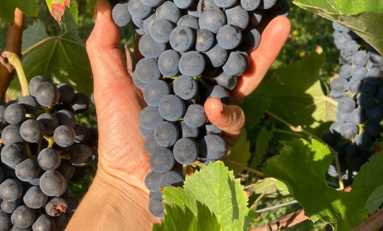 Domaine Le Chlo d'Auzit