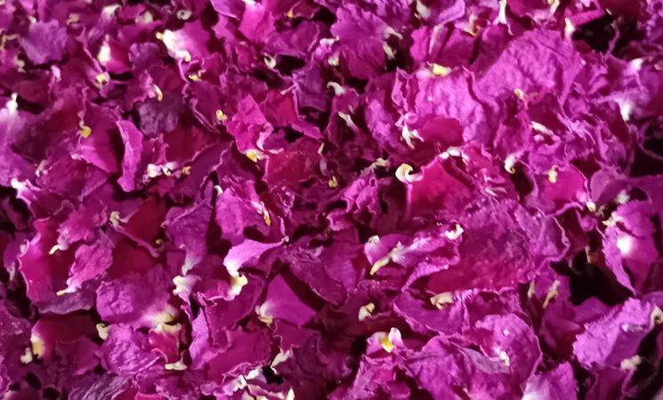 Mélisse & compagnie, visite des jardins