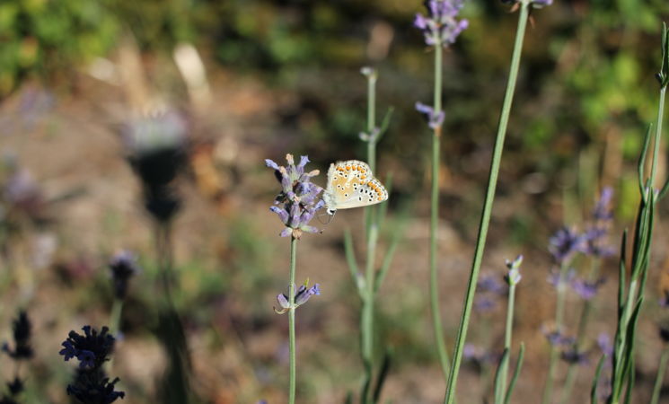 Mélisse & compagnie, visite des jardins