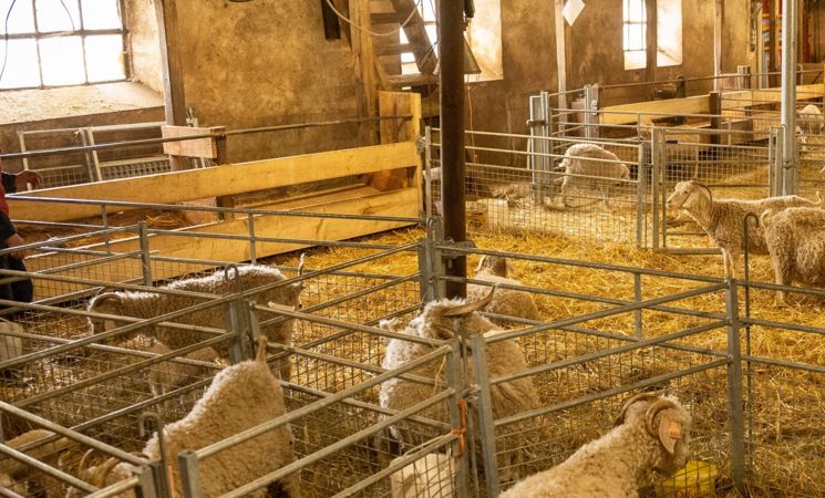 Mohair in Cantal
