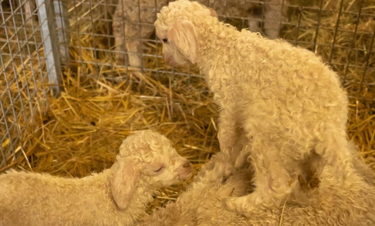 Mohair in Cantal