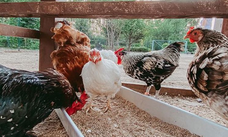La Ferme de Franck et Blandine_Rageade
