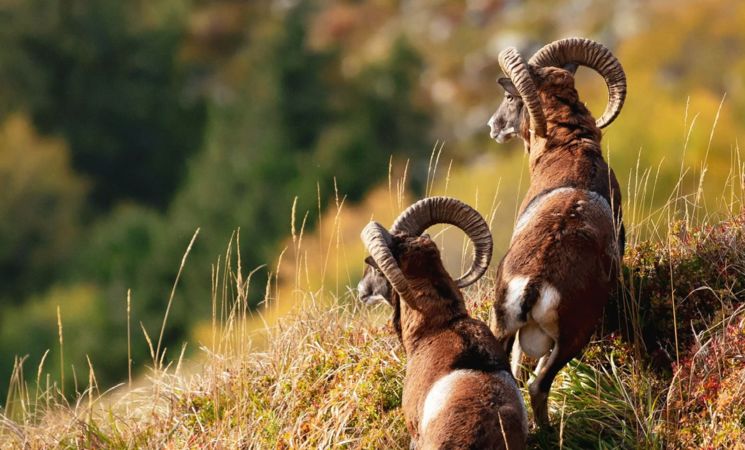 Découverte de la Biodiversité et du Patrimoine des territoires du Cantal_Le Lioran