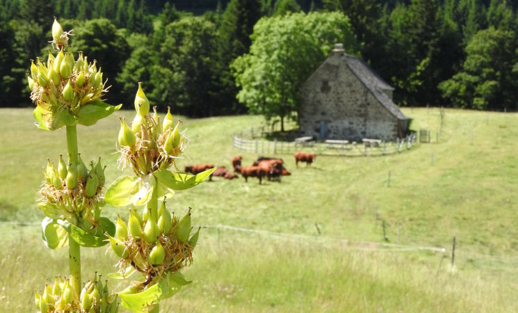 Maison du buronnier - Laveissière