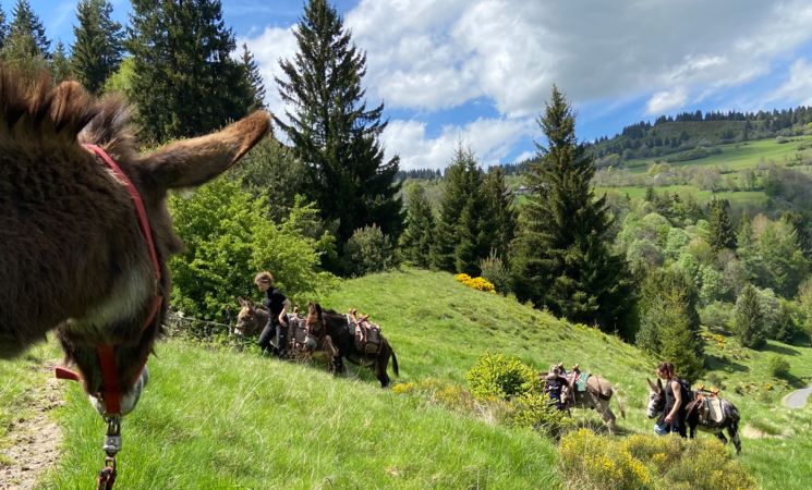 Le Printemps de l'Âne