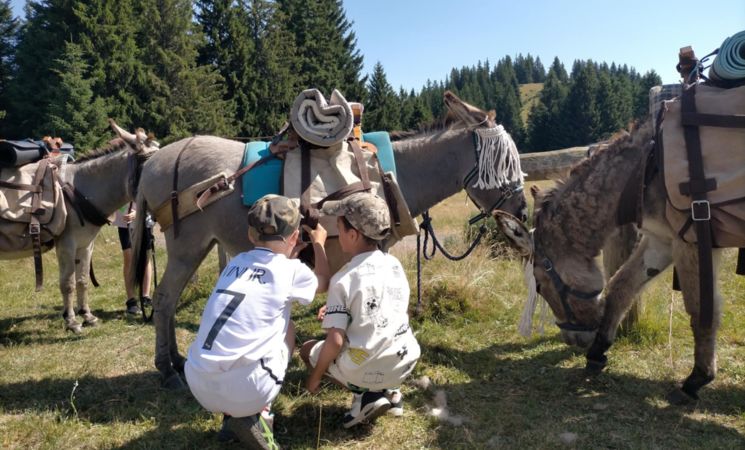 Le Printemps de l'Âne