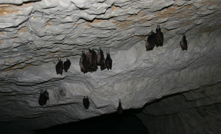 Grands rhinolophes
