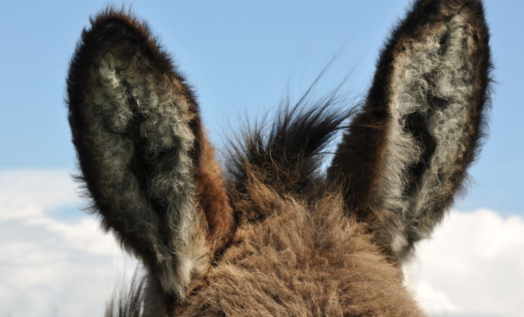 Randonnée avec les ânes - 1/2 journée_Le Lioran