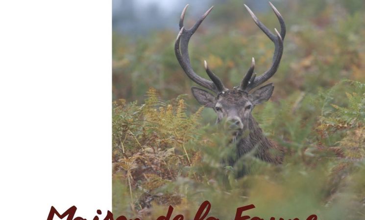 Exposition photographique Une année avec les cerfs
