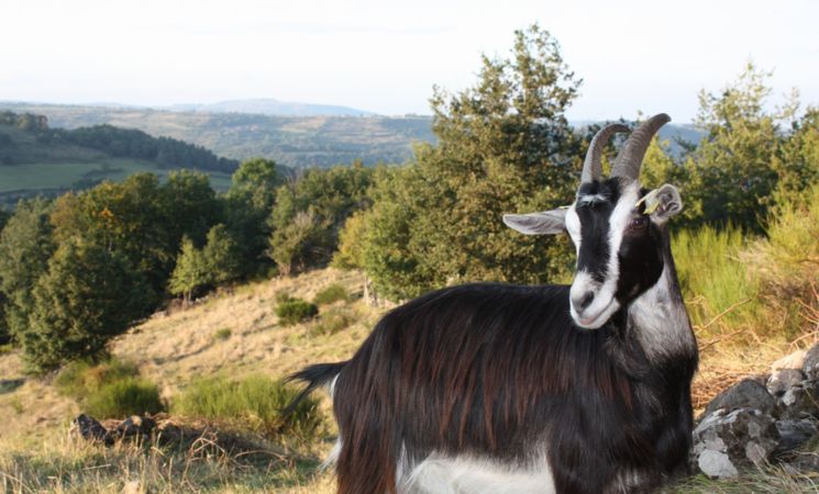 La Ferme de Super Chamois