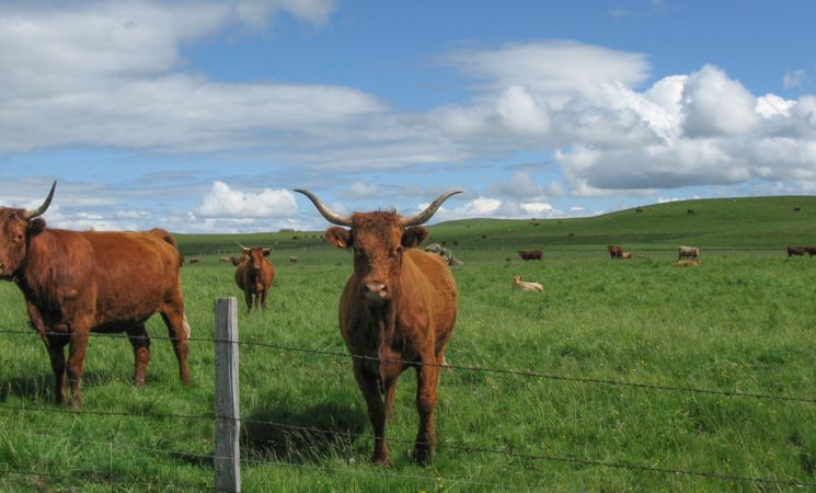 Semaine de l'Estive - Sortie Botanique