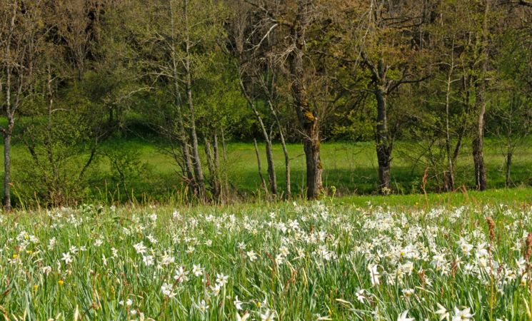 Semaine de l'Estive - Sortie Botanique