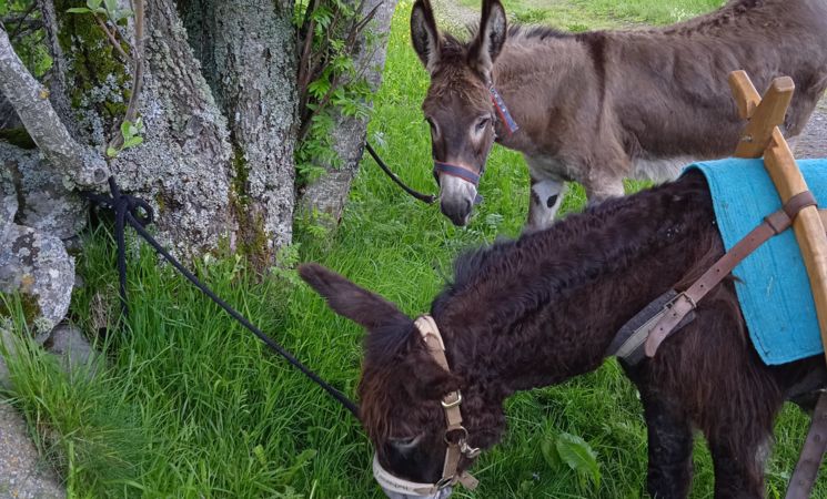 Randonnée avec les ânes - 1/2 journée_Le Lioran
