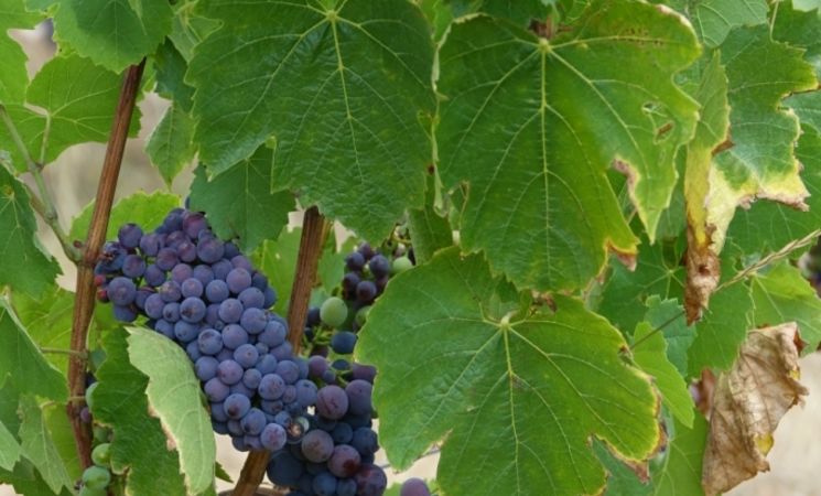 Domaine Le Chlo d'Auzit