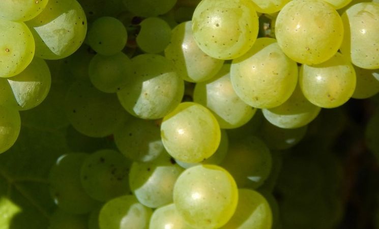 Finale de la Course de Côte - La culture du vin en terrasse_Molompize