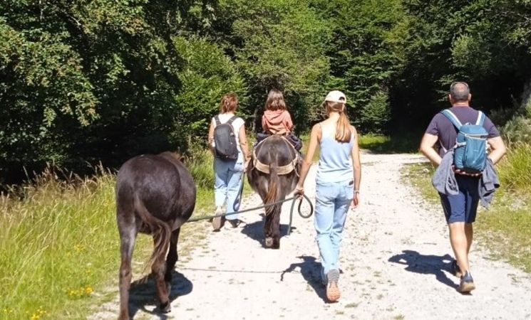 Randonnée accompagnée avec les ânes - 2 Jours_Le Lioran