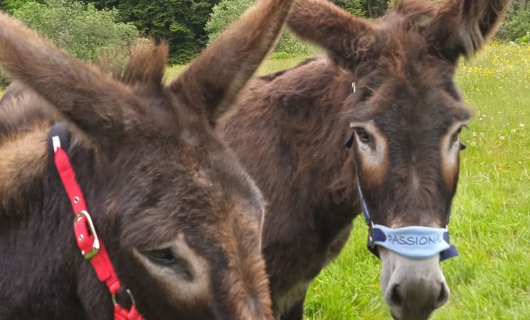 Randonnée accompagnée avec les ânes - 1/2 journée_Le Lioran