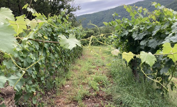 Domaine Le Chlo d'Auzit