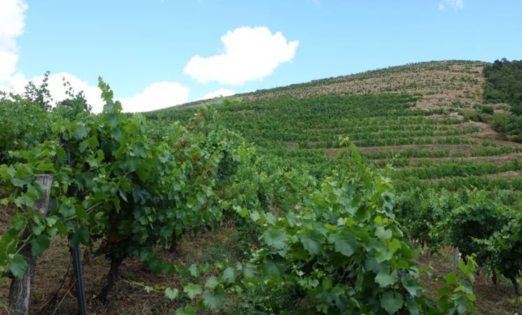 Domaine Le Chlo d'Auzit