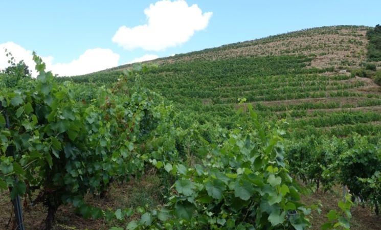 Domaine Le Chlo d'Auzit