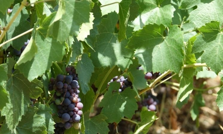 Domaine Le Chlo d'Auzit