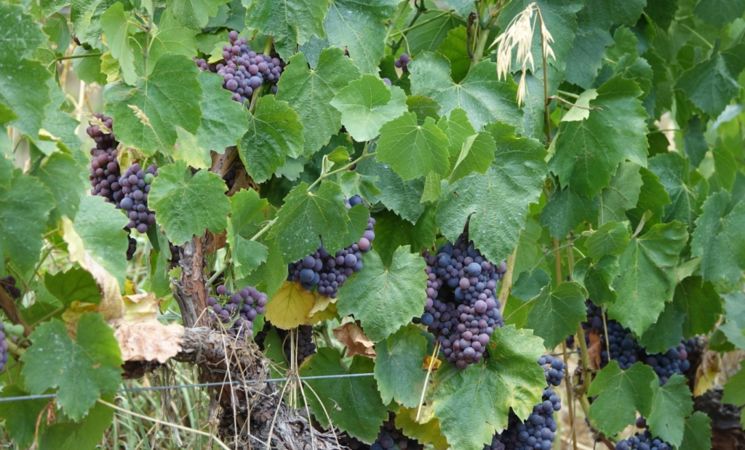 Domaine Le Chlo d'Auzit