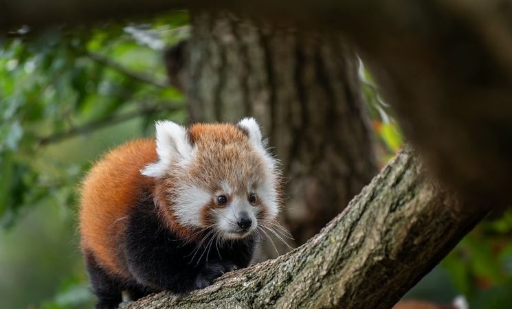 parc animalier d'Auvergne panda roux @Pierrick Boyer