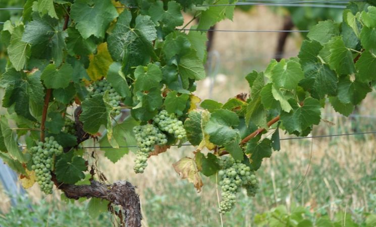 Domaine Le Chlo d'Auzit