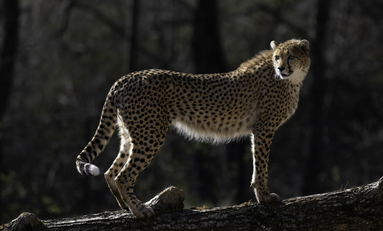 Guépard du Soudan
