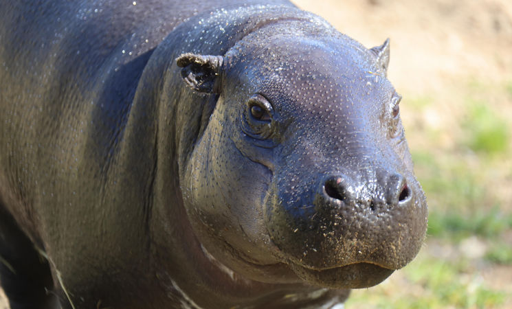 Hippopotame pygmée