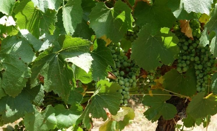 Domaine Le Chlo d'Auzit